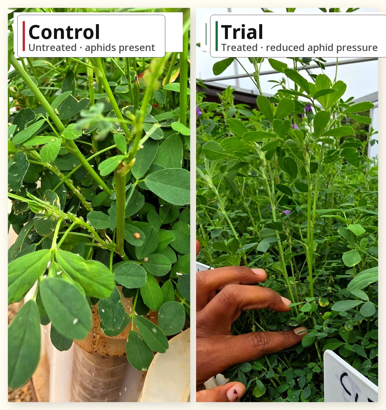 Lucerne crop before and after: stressed stand vs healthy regrowth