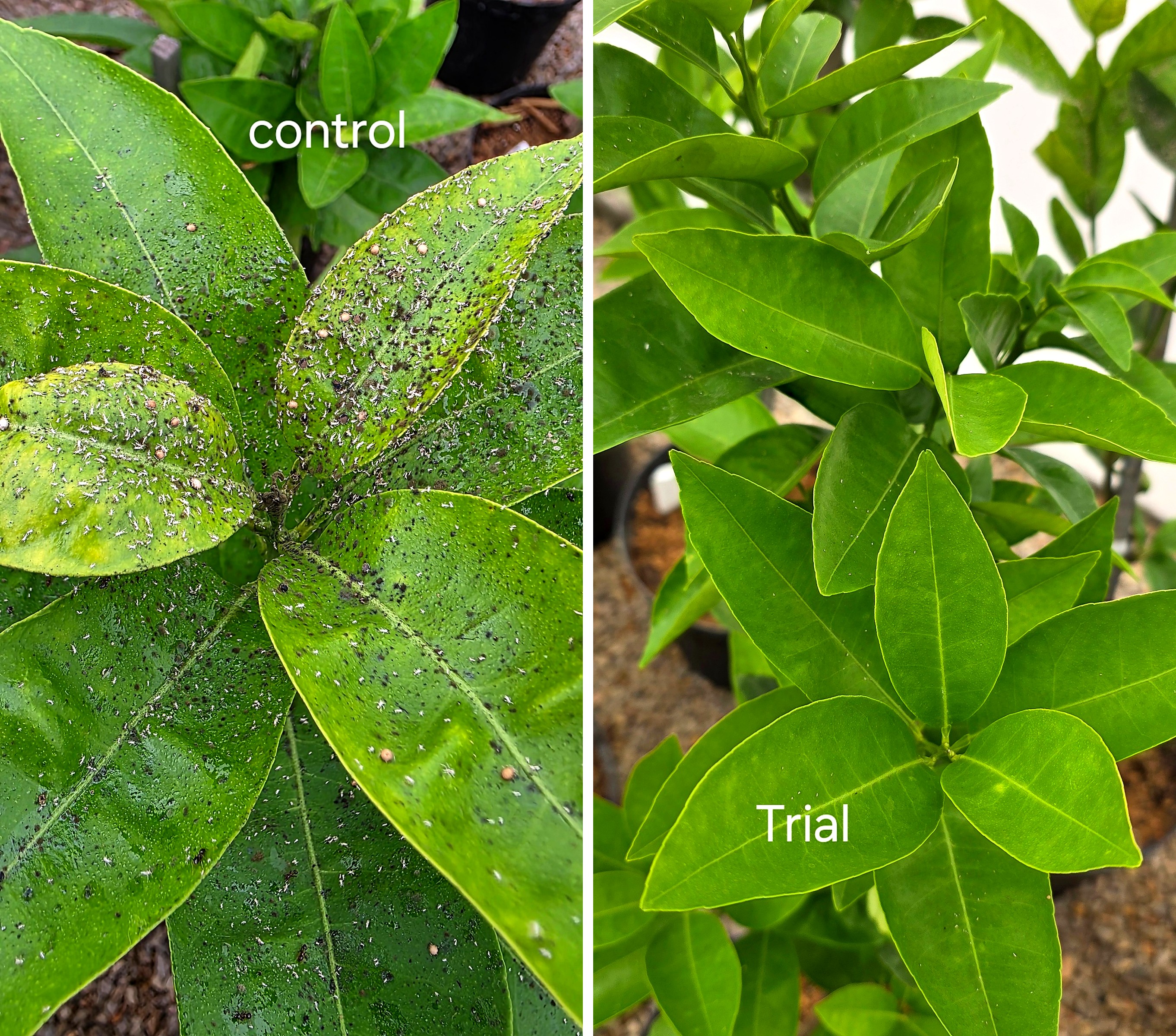 Citrus leaves control vs trial aphid comparison