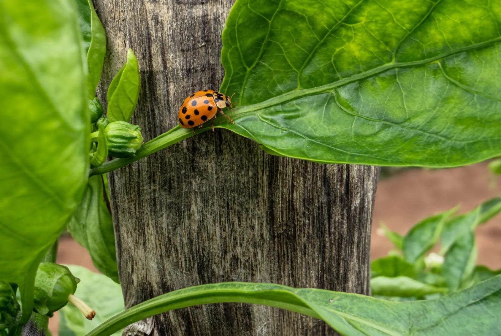Return of beneficial insects such as ladybirds observed on treated crops.