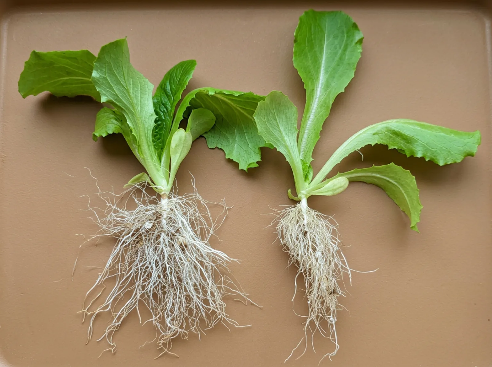 Visibly larger, denser root systems observed in treated plants compared to untreated controls.