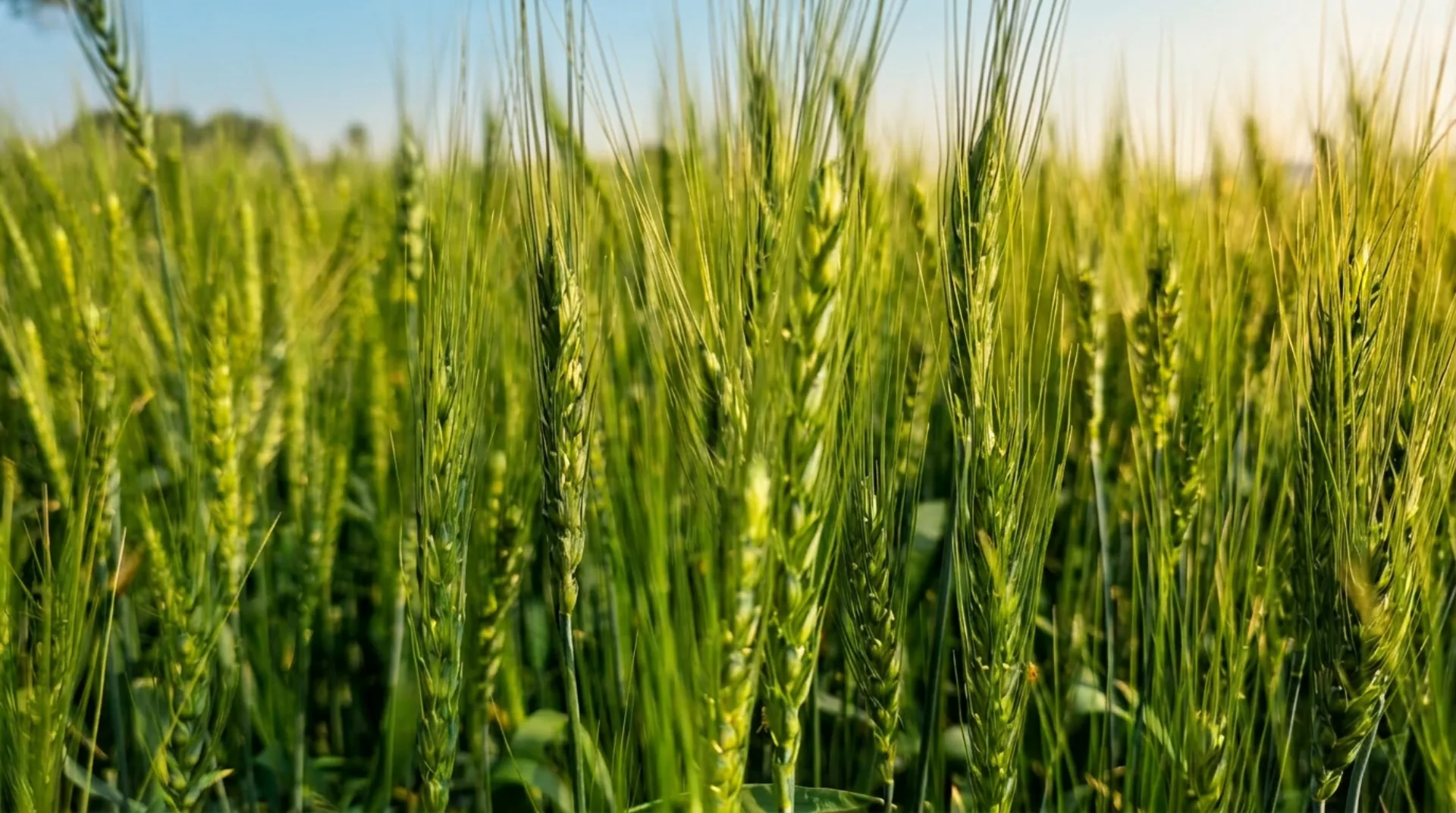 Wheat Quick Report - Western Cape Government field trial